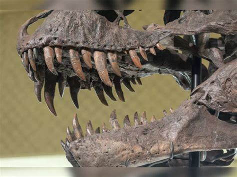 Argentine archaeologists unearth remains of a 90 million-yr old ...