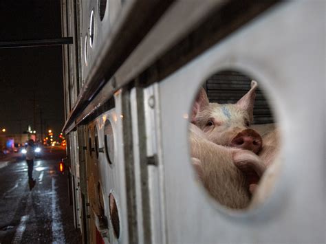 Image result for Exploding Wild Pigs