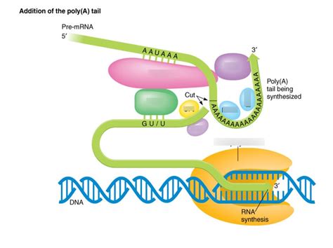 RNA Processing Steps 的图像结果