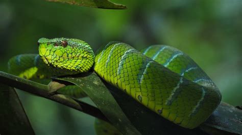 Snake Game Using Python 的图像结果