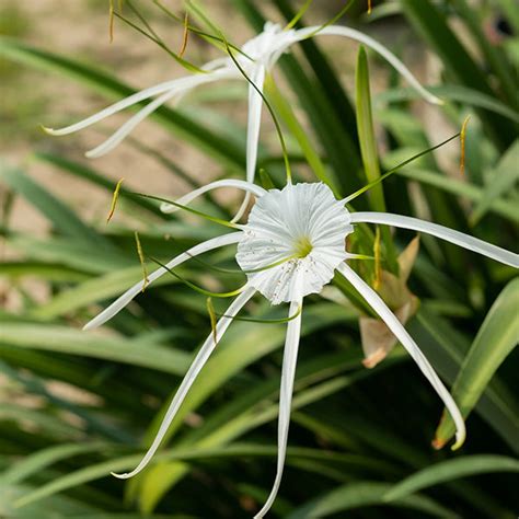 Spider Lily White Bulbs - Exquisite Blooms for Your Garden | Buy Online