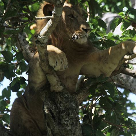 SIGHTS & SOUNDS OF AFRICA SAFARIS (2026) All You Need to Know BEFORE ...