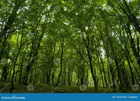 Forest in Syunik Province Armenia Stock Image - Image of armenian, province: 110161327