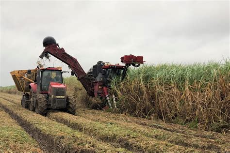 Harvesting Sugarcane