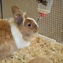 Image result for Rabbit Drinking Bottle Saying Lolo