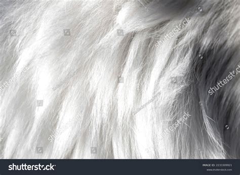 Image result for Angora Goat Wool