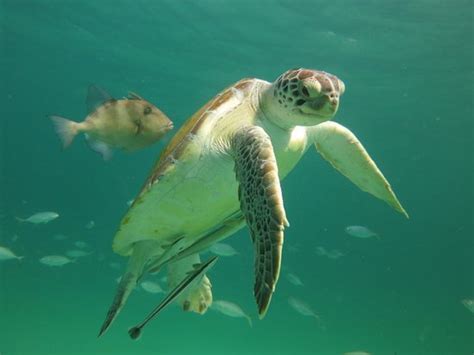 Navarre Images - Vacation Pictures of Navarre, Florida Panhandle ...