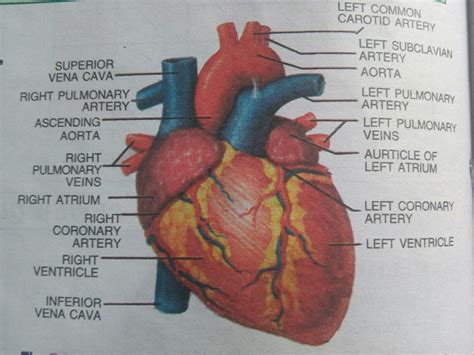 draw a brief sketch of human heart and label it..... In pencil ...