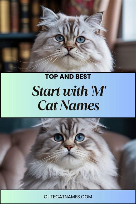300+ Awesome Male Orange Cat Names: Find The Perfect Name For Your ...