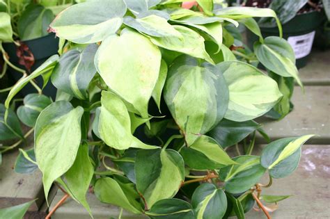 Weeds – Identification with Pictures | Walter Reeves: The Georgia Gardener