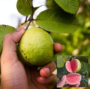 Red Guava Bonsai Grafted Tree (Pack of 1) : Amazon.in: Garden & Outdoors