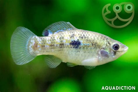 American Flagfish - Jordanella floridae Fish Profile & Care Guide