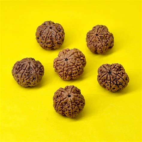 5 Mukhi Rudraksha Water Therapy Beads – Detox & Spiritual Wellness ...