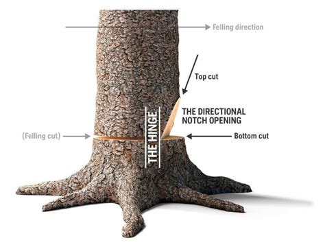 Image result for Felling Tree On Slope