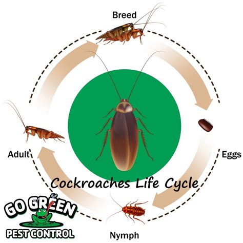 How Do Cockroaches Reproduce?: The Ultimate Guide
