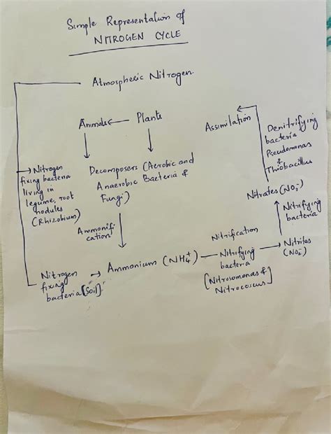 Simple representation of nitrogen cycle - Environmental Science ...