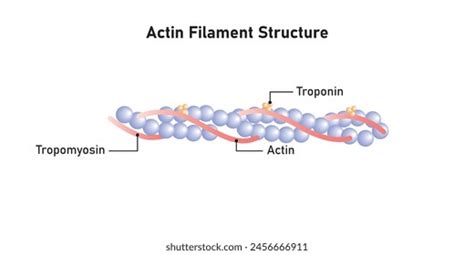 Image result for Actin Polymerization Process