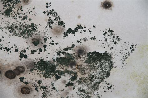 White Is Toxic Mold