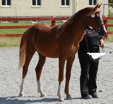 indian Spin Crush login download,the ultimate online slot experience