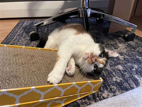 Biweekly Update - 10-23-2022 (Big Alicia, animations, and CATS ...