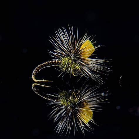 Image result for Emerger Fly Pattern