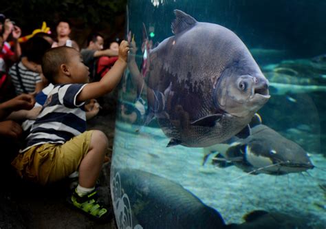 Invasive Fish With Human-Like Teeth Caught in Arizona Lake - Newsweek