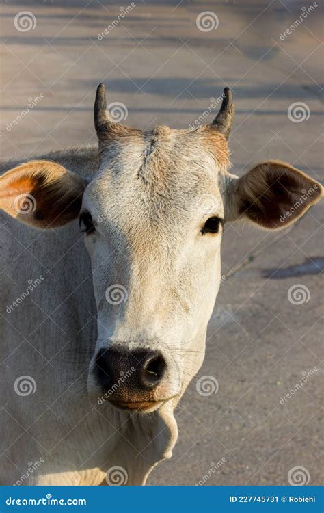 A Portrait Image of a Cow Looking into the Camera Stock Image - Image ...