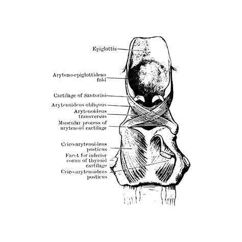 Premium Vector | Anatomy sketch of the human larynx muscle, vector illustration on white background
