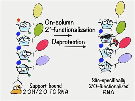 Postsynthetic On-Column 2′ Functionalization of RNA by Convenient ...