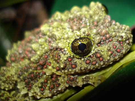Real Monstrosities: Vietnamese Mossy Frog