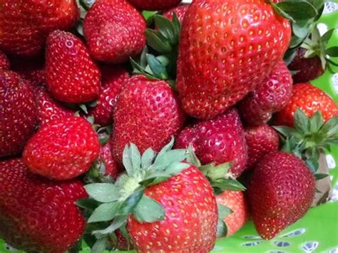 冻草莓_食品原料_食品百科_食品科技网