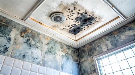 Dirty scary black mold on bathroom ceiling from wet moisture danger ...