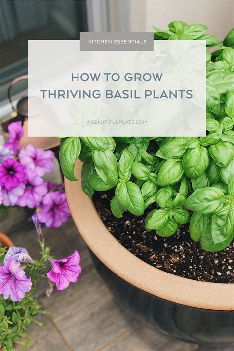 How To Look After Basil And Keep It Thriving All Year