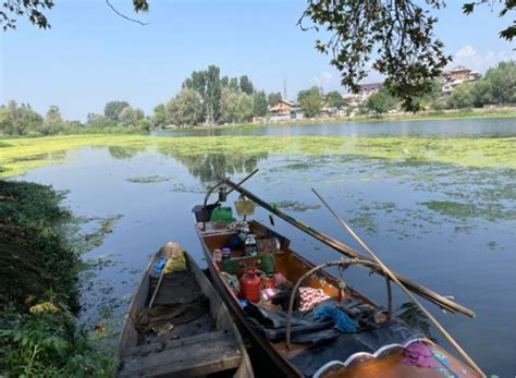 The Drowning Jewel: Tapestry of Dal Lake's Decline and Fishing ...