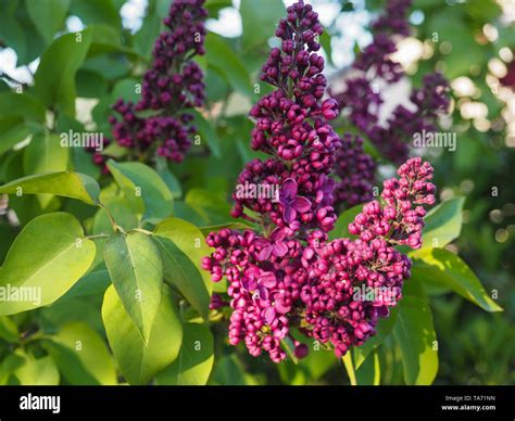Common purple lilac syringa vulgaris hi-res stock photography and ...