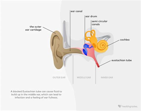 Feeling of Fullness in the Ear: Causes and Treatments