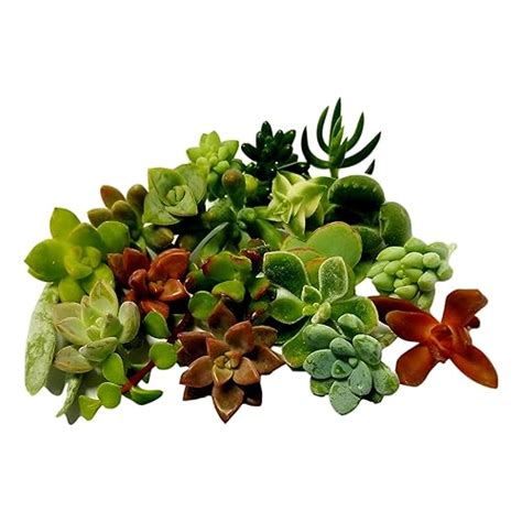 Buy Fat Plants San Diego Miniature Fairy Garden Succulent Cuttings 15 ...