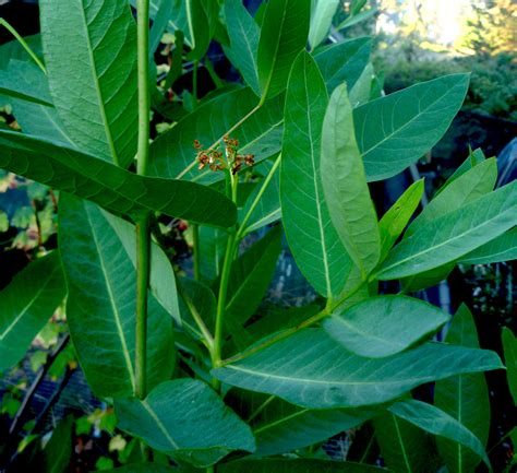 Apocynum cannabinum (Indian Hemp) - Native Here Nursery