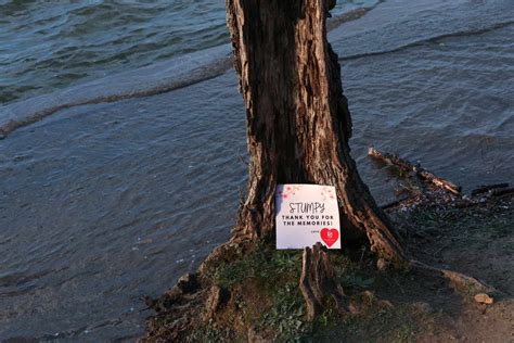 Image result for Stumpy Washington DC