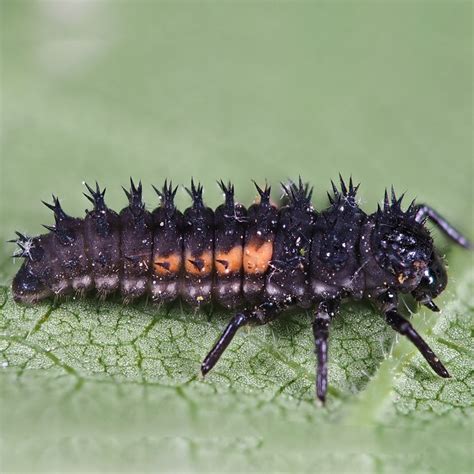 Coccinellidae Larvae