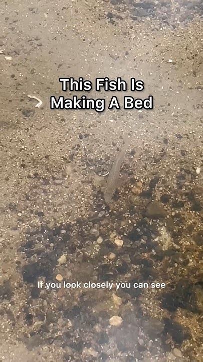 Image result for Shellcrackers On Bottom