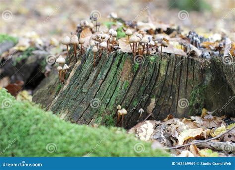 Natural Still-life of Haymaker Mushrooms, Moss in the Foreground Stock Image - Image of natural ...