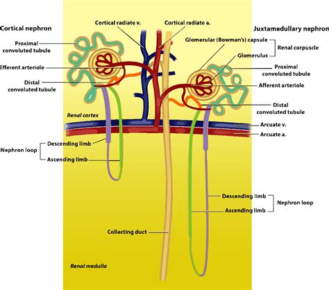 22.2: Overview of the Kidney - Medicine LibreTexts