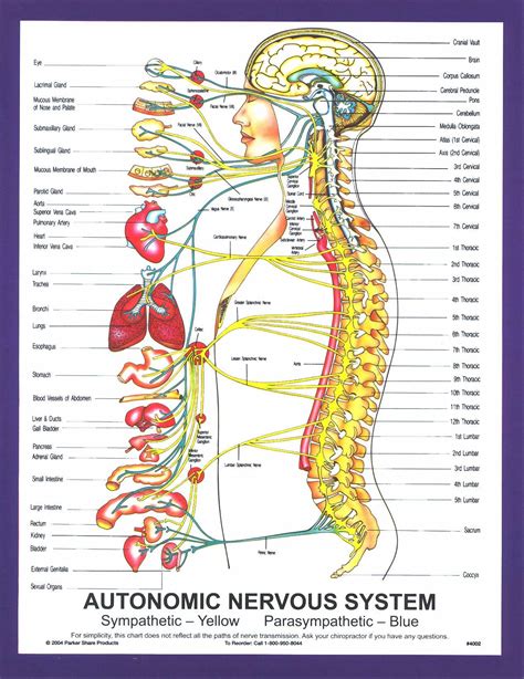 Nervous System Anatomy
