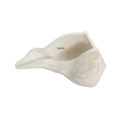 AUTHENTIC DAKSHINAVARTI SHANKH | CONCH SHELL – Alackal Bell Metals