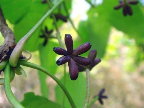 Buy rrmall 6 Scion cuttings of Akebia trifoliata Australis (aka ...