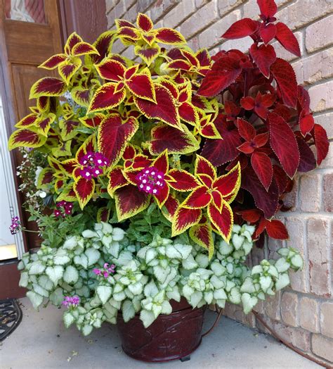 Climbing Plants For Shade In Containers at Terry Summers blog