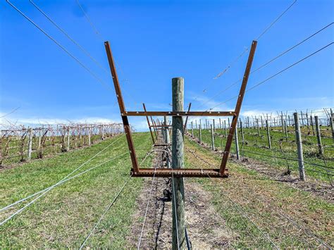 Exploring Innovative Trellis Systems in Viticulture: The Lyre System at ...