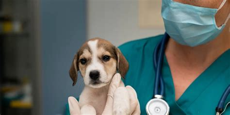 Conmoción: murió Mario Capdevila, el reconocido veterinario fue ...