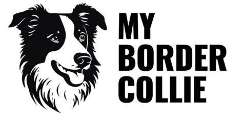 The History Of Border Collies: A Fascinating Journey of Exceptional ...